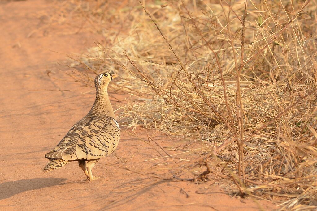 Black-faced Sandgrouse male adult