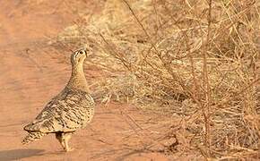 Black-faced Sandgrouse