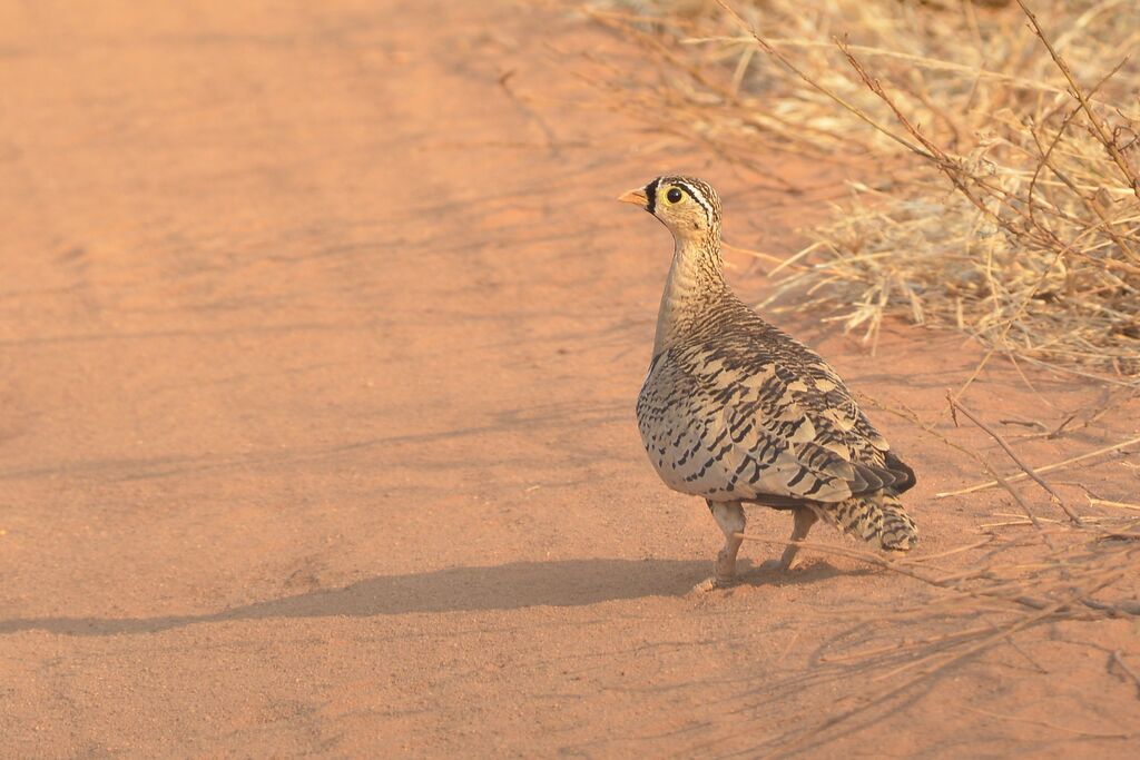 Black-faced Sandgrouse male adult