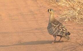 Black-faced Sandgrouse