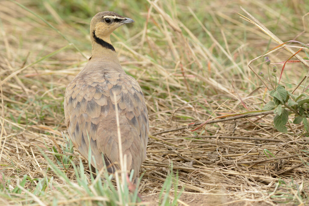 Yellow-throated Sandgrouse male adult