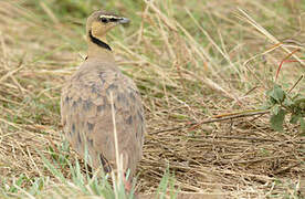 Yellow-throated Sandgrouse