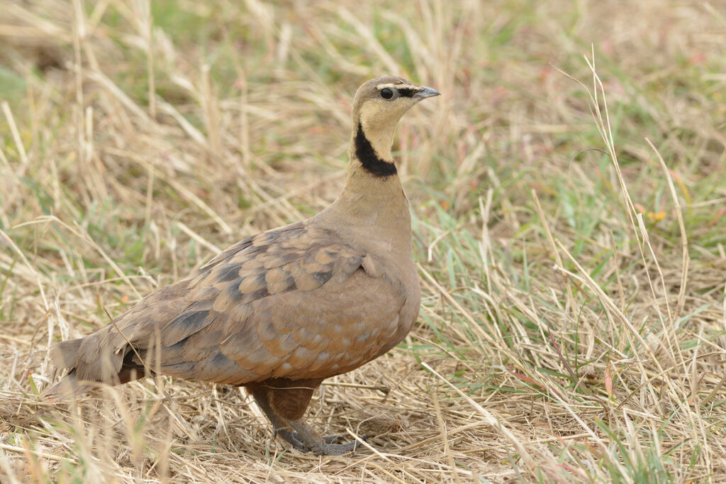 Yellow-throated Sandgrouse male adult