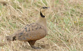 Yellow-throated Sandgrouse