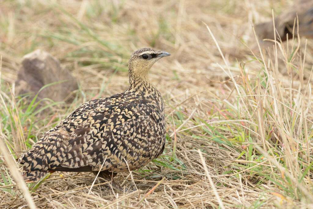 Yellow-throated Sandgrouse female adult