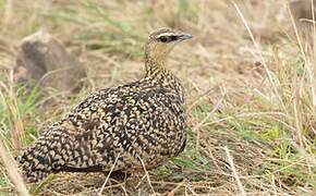 Yellow-throated Sandgrouse