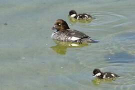 Barrow's Goldeneye