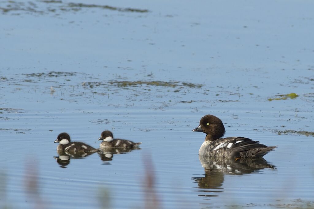 Barrow's Goldeneye