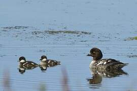 Barrow's Goldeneye