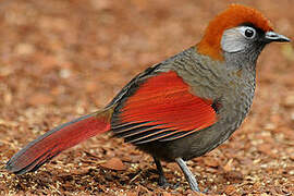 Red-tailed Laughingthrush