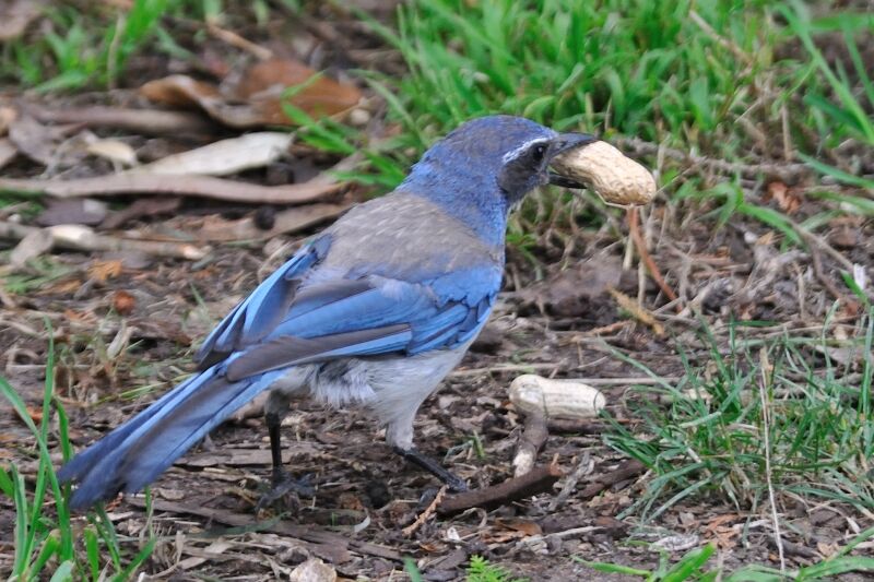 California Scrub Jayadult