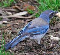 California Scrub Jay