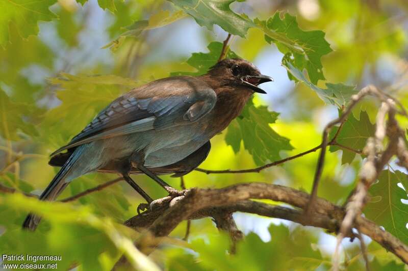 Steller's Jayjuvenile, identification