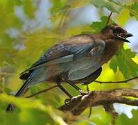 Steller's Jay