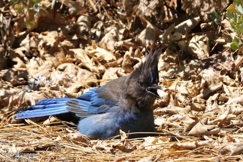 Steller's Jayadult, care, Behaviour