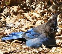 Steller's Jay