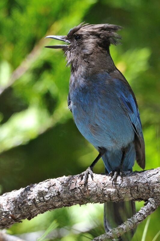 Steller's Jayadult