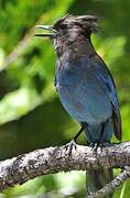 Steller's Jay