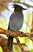 Steller's Jay