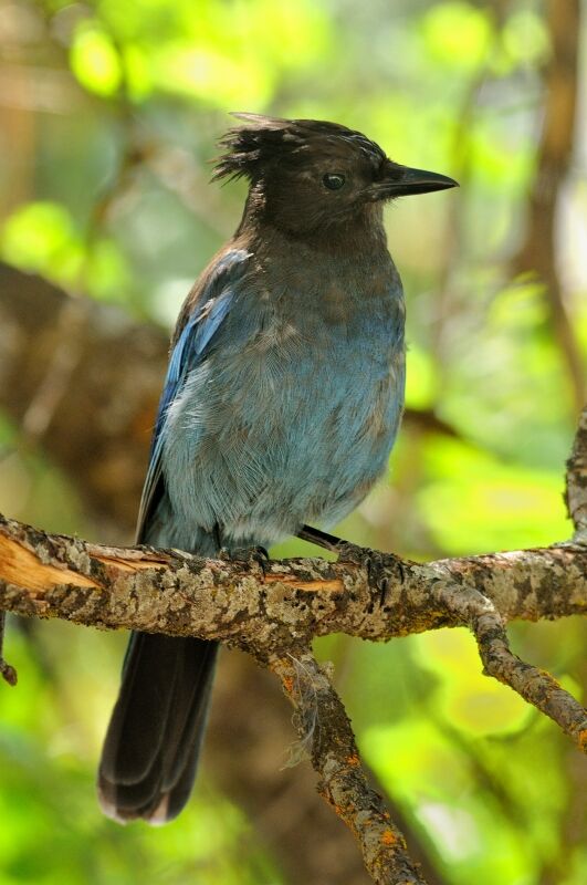 Steller's Jayadult