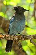 Steller's Jay