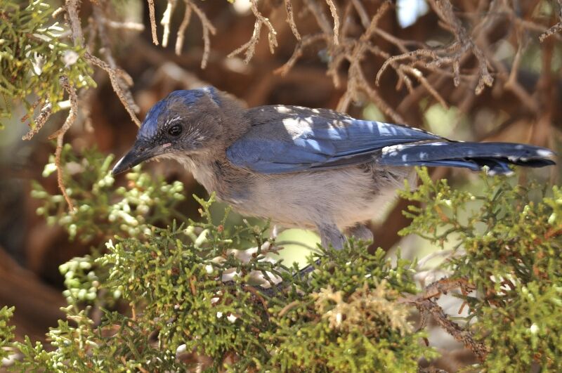 Woodhouse's Scrub Jayjuvenile