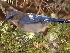 Woodhouse's Scrub Jay