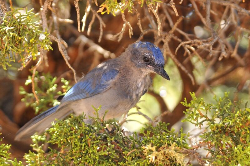 Woodhouse's Scrub Jayjuvenile