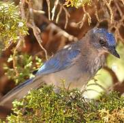 Woodhouse's Scrub Jay