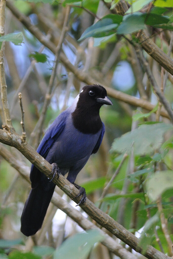 Violaceous Jayadult, identification