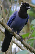 Violaceous Jay