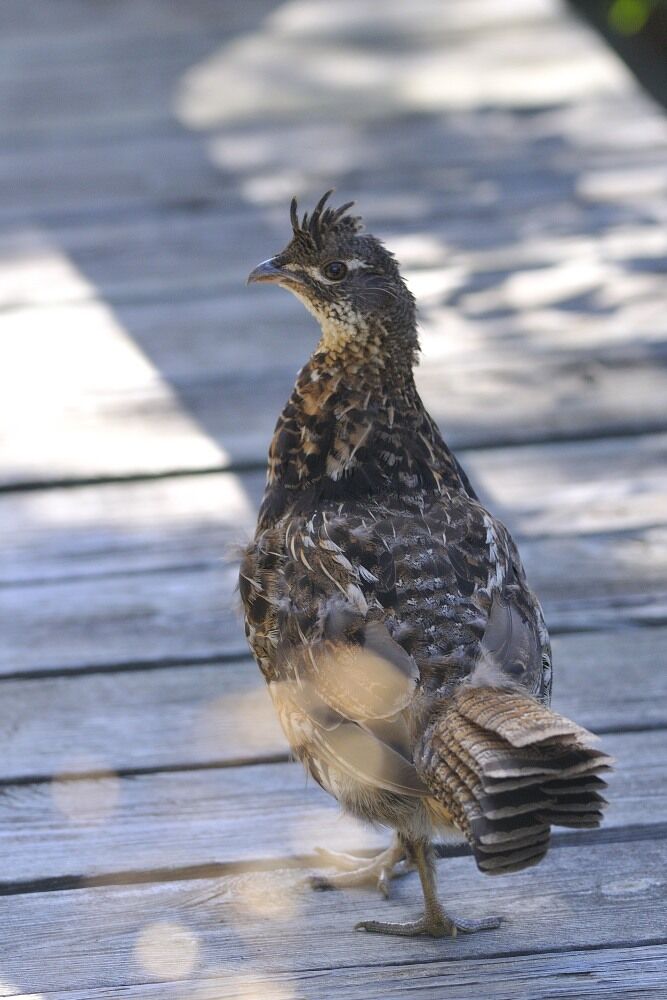 Ruffed Grouse female adult