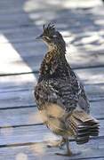 Ruffed Grouse