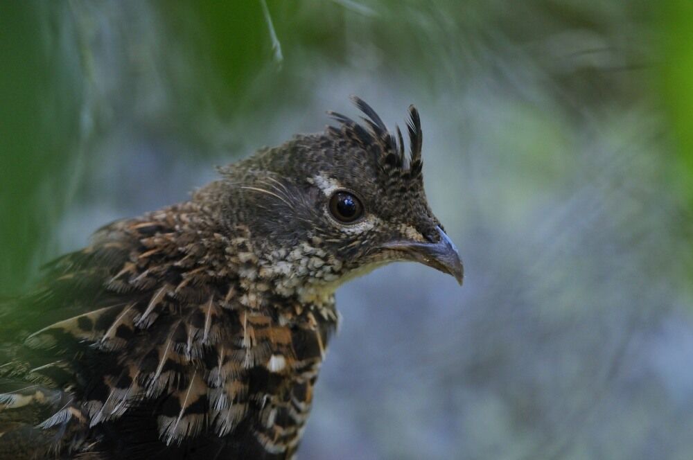 Ruffed Grouse female adult