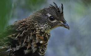 Ruffed Grouse