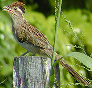 Striped Cuckoo