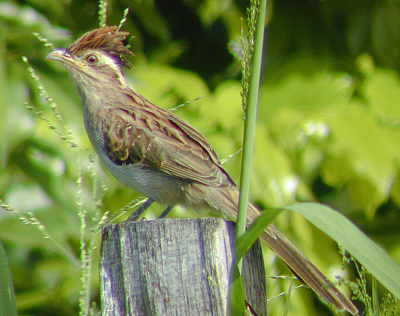 Striped Cuckoo