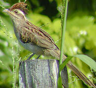 Striped Cuckoo