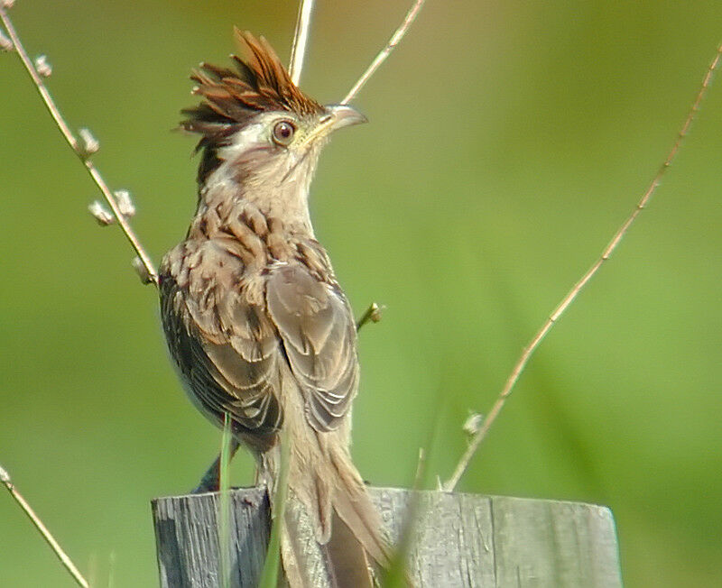 Striped Cuckoo