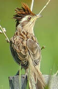 Striped Cuckoo