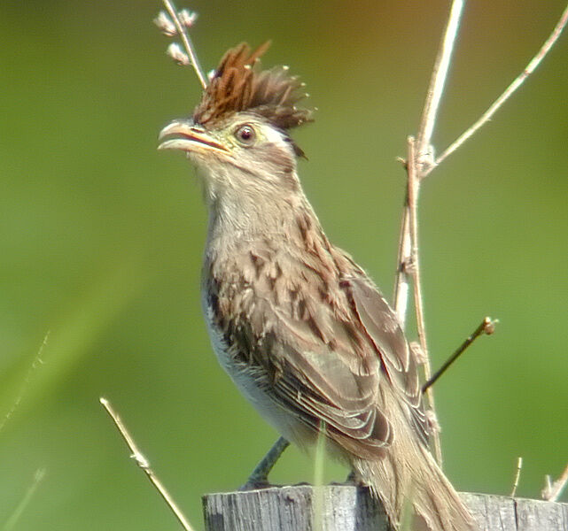 Striped Cuckoo