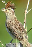 Striped Cuckoo