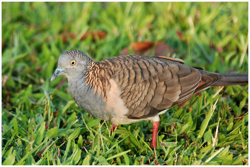 Bar-shouldered Doveadult