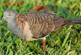 Bar-shouldered Dove