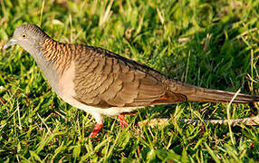 Bar-shouldered Dove