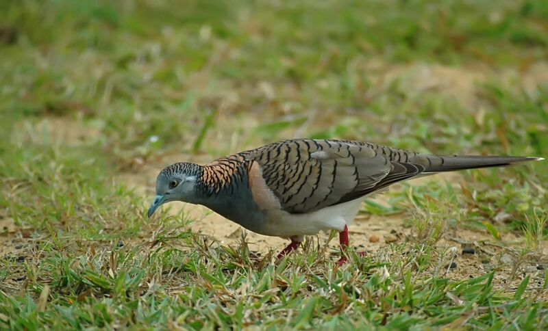 Bar-shouldered Dove