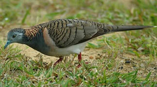 Bar-shouldered Dove