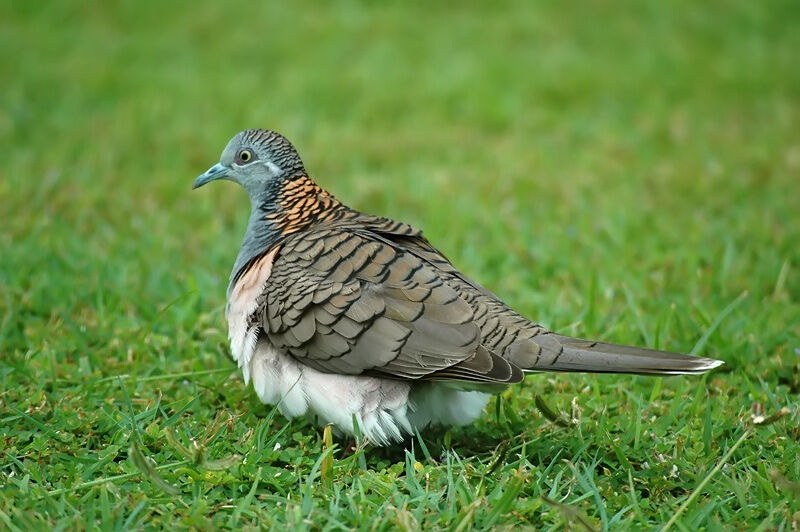 Bar-shouldered Doveimmature