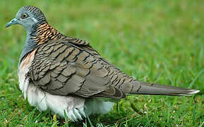 Bar-shouldered Dove