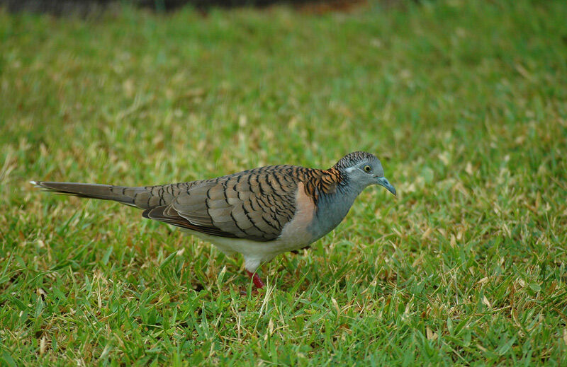 Bar-shouldered Doveimmature